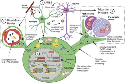 FABP7: a glial integrator of sleep, circadian rhythms, plasticity, and metabolic function